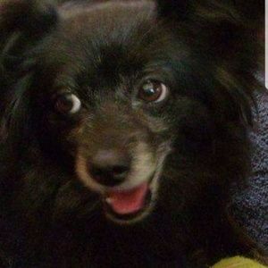 Meet your Posher, Penny